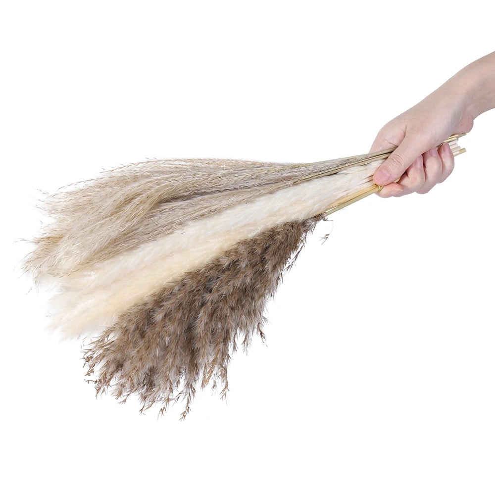 Natural Dried Reed Grass, 80 Stems
