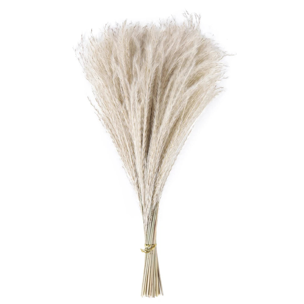 Natural Dried Reed Grass, 80 Stems