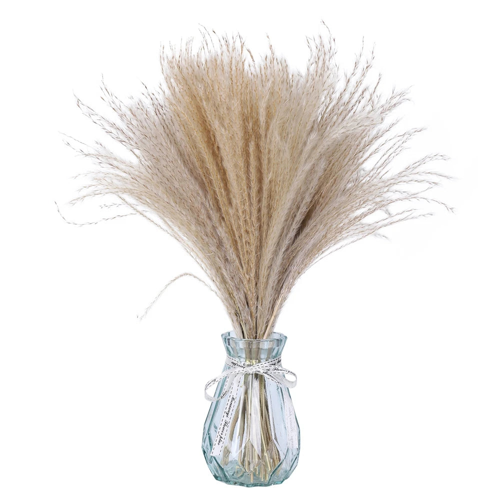 Natural Dried Reed Grass, 80 Stems