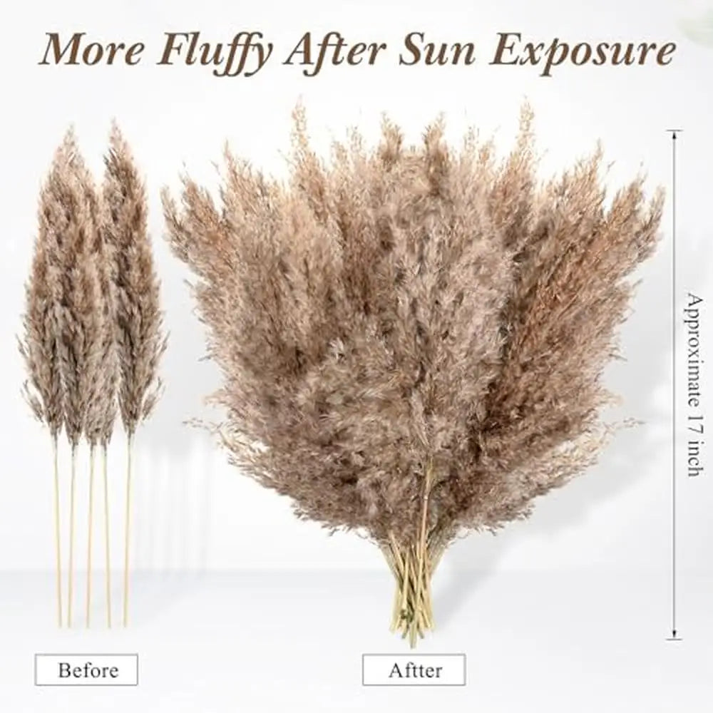 Dried Natural Fluffy Pampas Grass