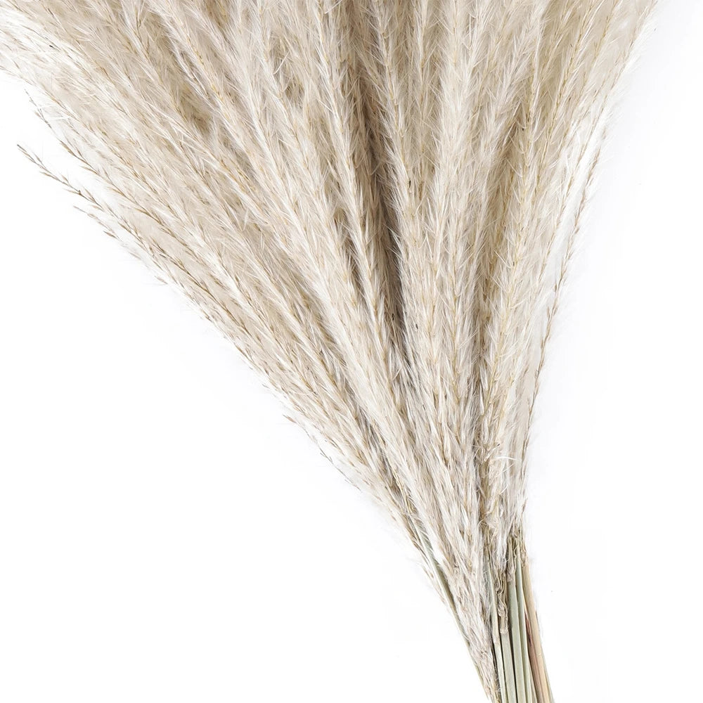 Natural Dried Reed Grass, 80 Stems