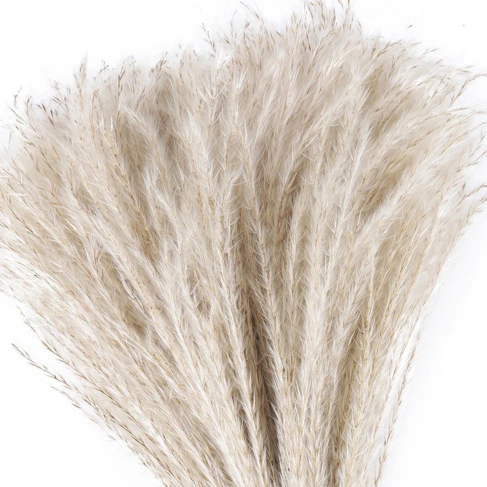 Natural Dried Reed Grass, 80 Stems