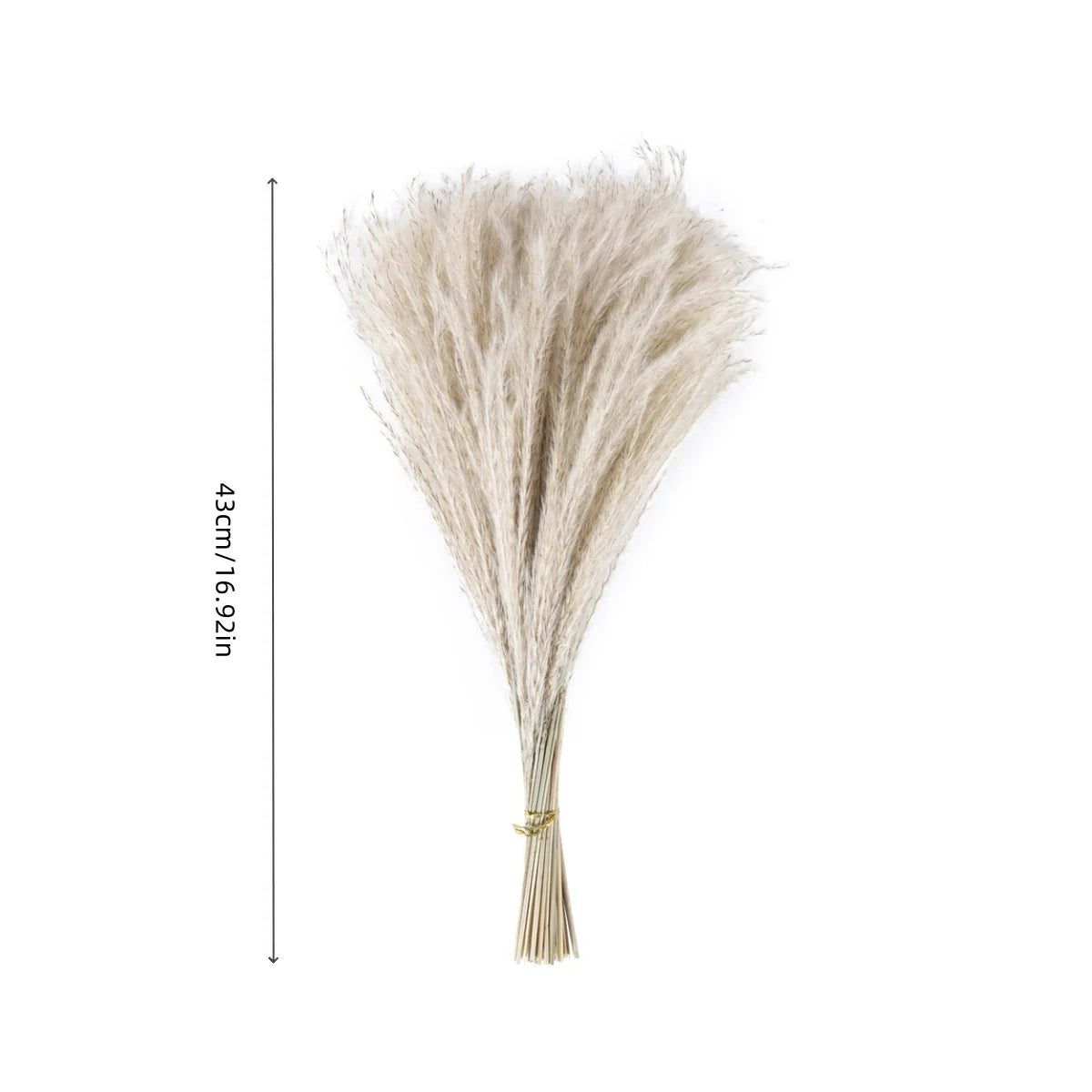 Natural Dried Reed Grass, 80 Stems