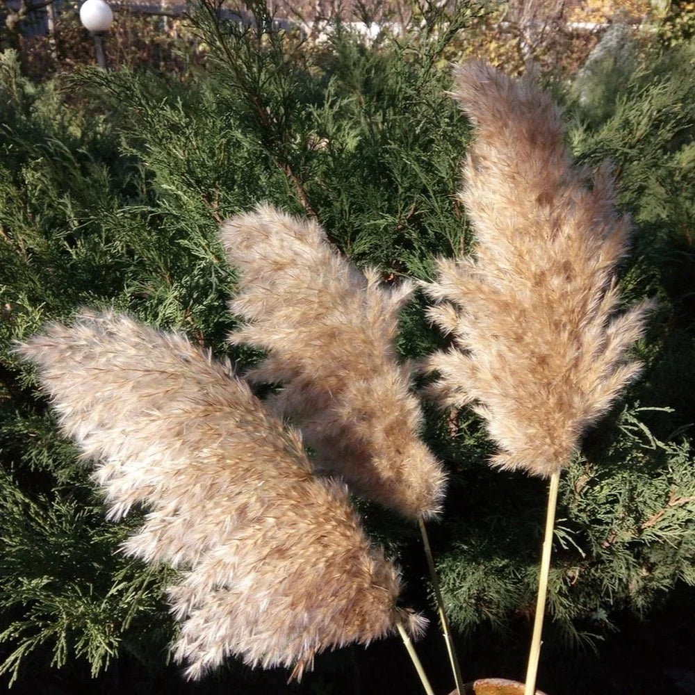 20 Pcs White Dried Pampas Grass, Raw, White, Pink, Red