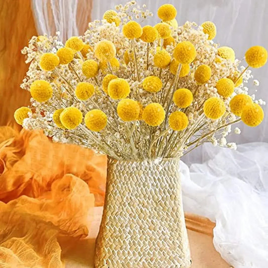 120Pcs Dried Craspedia Billy Balls Flowers