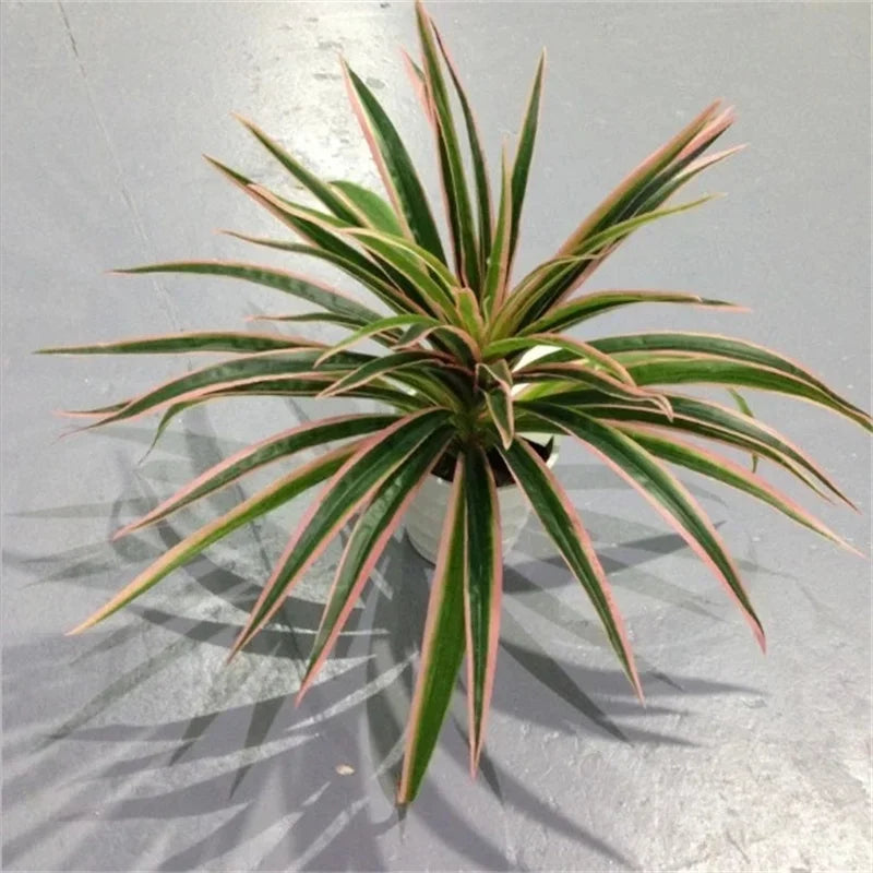 Artificial Chlorophytum Branch Home Decorative Fake Plants