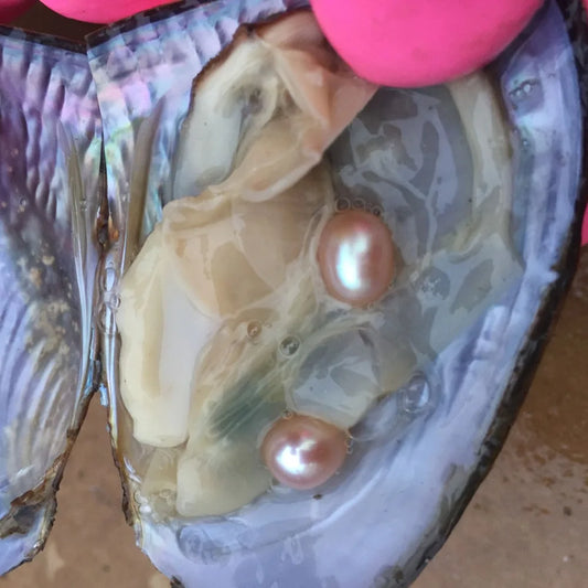 Real Oyster Shell W/2 Pearls, Natural Pearls