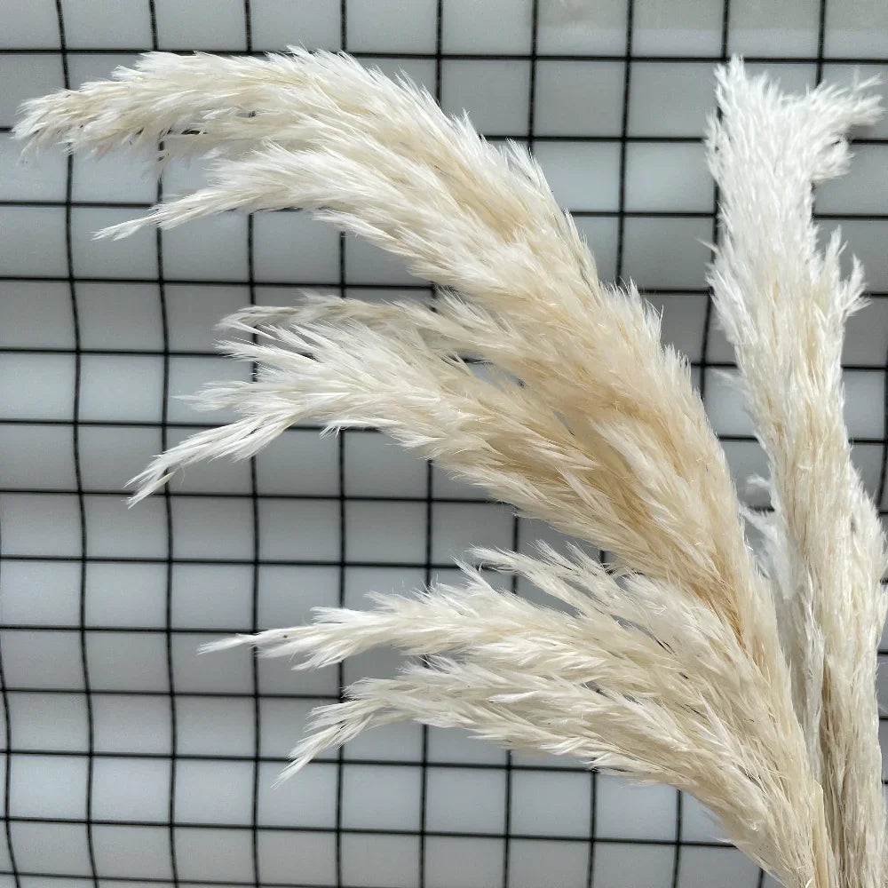 20 Pcs White Dried Pampas Grass, Raw, White, Pink, Red