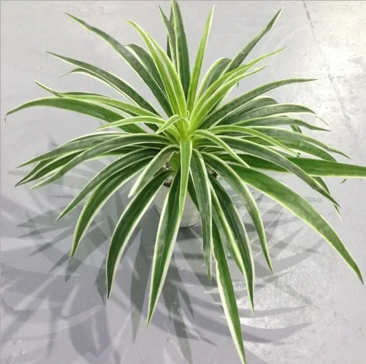 Artificial Chlorophytum Branch Home Decorative Fake Plants