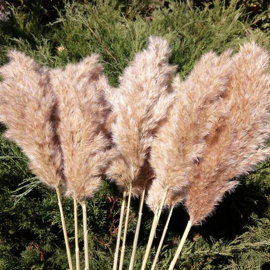 20 Pcs White Dried Pampas Grass, Raw, White, Pink, Red