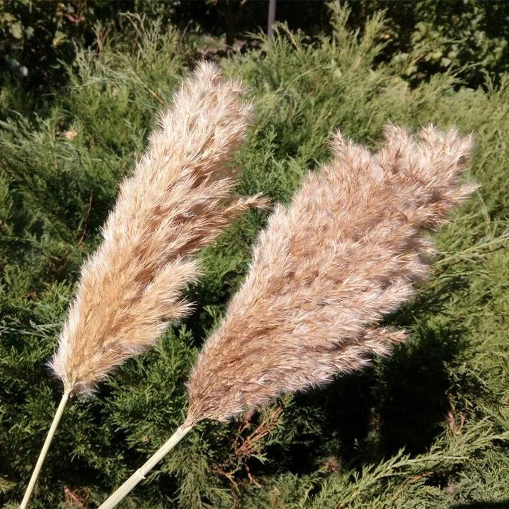 20 Pcs White Dried Pampas Grass, Raw, White, Pink, Red