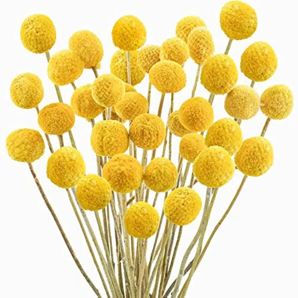 120Pcs Dried Craspedia Billy Balls Flowers