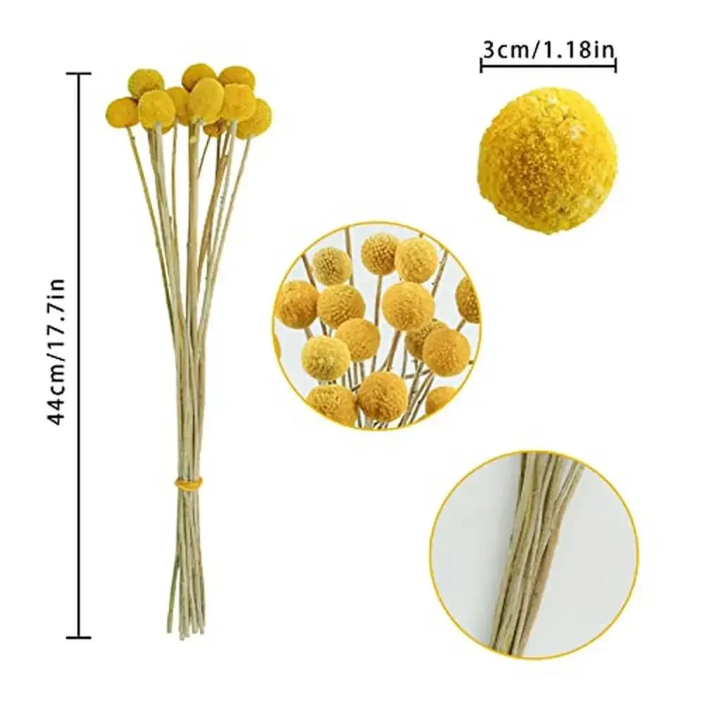 120Pcs Dried Craspedia Billy Balls Flowers