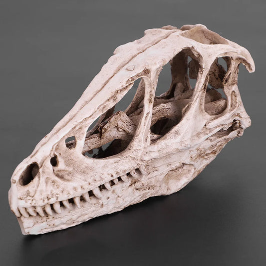 Dinosaur Skull Model Simulated Skeleton