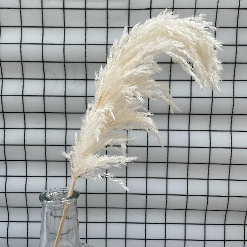 20 Pcs White Dried Pampas Grass, Raw, White, Pink, Red